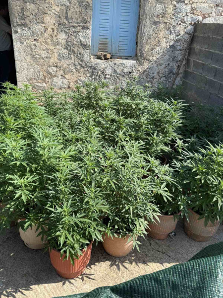 2262025-lakonia-narkwtika-opla-syllipsi-3.jpeg?v=0