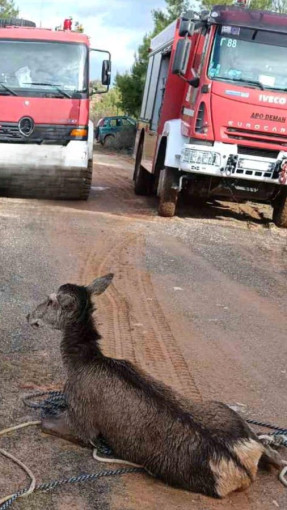 Pirosvestiko Soma/twitter