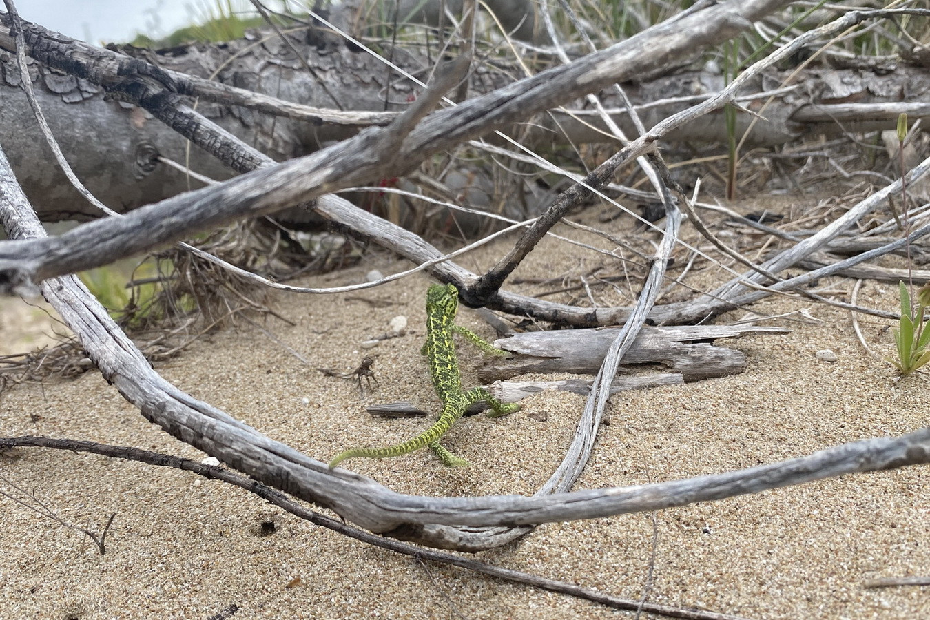 Δελτίο Τύπου/Απόστολος Χριστόπουλος