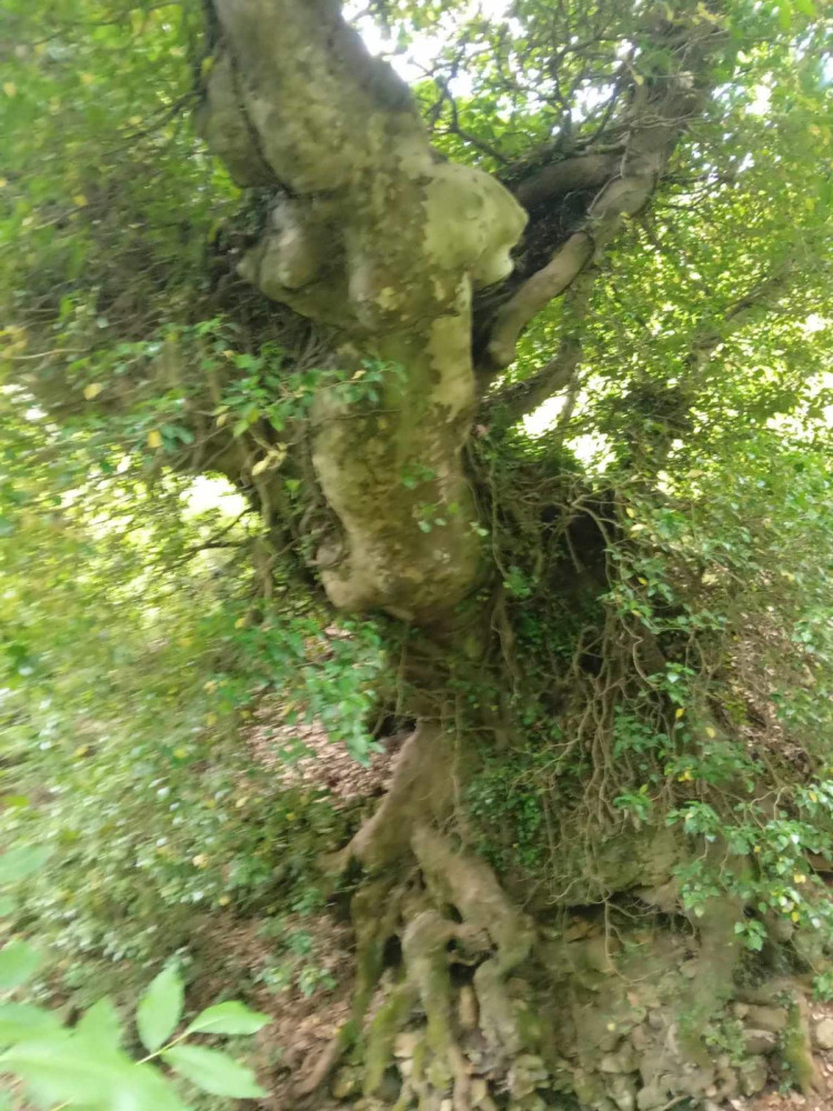Φωτογραφίες δέντρων: Πέτρος Αλοίμονος, Ιωάννης Σούρσος