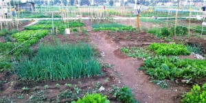 Λαχανόκηποι στα νηπιαγωγεία και τα δημοτικά από το ερχόμενο σχολικό έτος