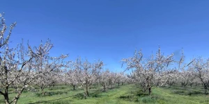 Σημαντικές ζημιές σε καλλιέργειες στον δήμο Τρίπολης προκάλεσε ο σημερινός παγετός