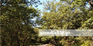 Πυρκαγιές: Εγκληματική η απουσία πρόληψης- Το παράδειγμα του δάσους της Σκιρίτιδας