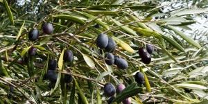 Αίτημα της Τ.Κ. Ελαιοχωρίου για την εγκατάσταση μετεωρολογικών σταθμών στην περιοχή