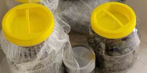 33χρονος έκρυβε τα ναρκωτικά σε σακίδιο επιμελώς κρυμμένο σε ταράτσα οικίας