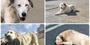 Γιάννης Χασάπης: «Κάνουμε δουλειά στο καταφύγιο αδέσποτων ζώων»