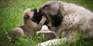 Δήμος Τρίπολης: Διαδικασία και προϋποθέσεις για την αναπαραγωγή δεσποζόμενων ζώων συντροφιάς