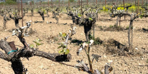Πράξεις από τους αρμόδιους φορείς ζητούν οι οινοποιοί της Πελοποννήσου