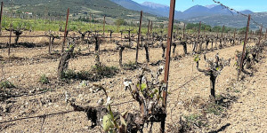 Επίκαιρη ερώτηση της Διαμάντως Μανωλάκου για τους πληγέντες αγρότες της Πελοποννήσου