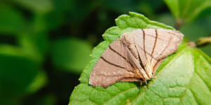 Αρκαδική σηροτροφία: Παράδοση και καινοτομία