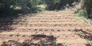 Φυτεία 857 δενδρυλλίων κάνναβης εντοπίσθηκε στην Αρκαδία (pics)