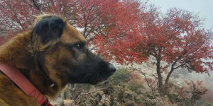 Σκύλος πέθανε αφού έφαγε σε παραλία ξεβρασμένο λαγοκέφαλο