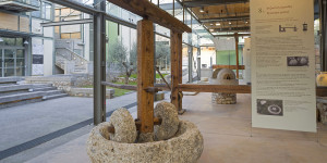 Θεματικός περίπατος για την ελιά στη Σπάρτη