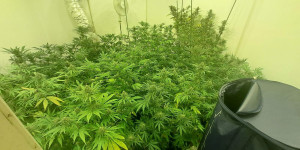 Πάνω από -160- φυτά κάνναβης κατασχέθηκαν από το Τμήμα Δίωξης Ναρκωτικών Καλαμάτας