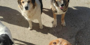 Αυτόφωρη διαδικασία κατά Αντιδημάρχου του Δήμου Τρίπολης μετά από μήνυση δημοτών