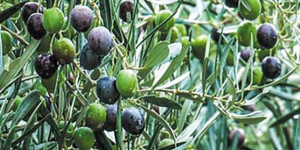 Αρκαδία: Αδιάθετο το 60% της συνολικής εφετινής παραγωγής ελαιόλαδου
