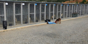 Επιστολή της ΝΕΜΕΣΙΣ σε Άρειο Πάγο και Ελεγκτικό Συνέδριο και για το Καταφύγιο Αδέσποτων Τρίπολης