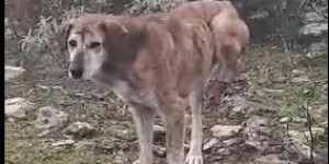 Ελληνικό Γορτυνίας: Σκύλος ακρωτηριάστηκε σε παγίδα για αγριογούρουνα