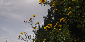 Τρίπολη: ο καιρός σήμερα, 15 Μαΐου