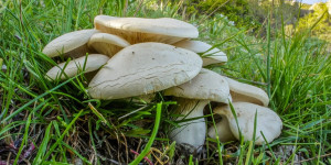 Ο Ο.ΦΥ.ΠΕ.Κ.Α. γιορτάζει την ευρωπαϊκή ημέρα Natura 2000 με εκδηλώσεις σ' όλη την Ελλάδα