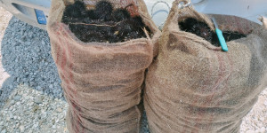 Διοικητικές κυρώσεις σε πολίτη που αλίευε αχινούς στο Λουτράκι