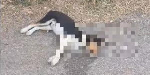 "Η πόλη μας έχει γυρίσει 7 χρόνια πίσω τότε που οι φόλες ήταν καθημερινότητα"