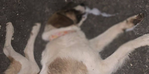 Έντεκα νεκρά σκυλάκια από φόλες στο χωριό Παρθένι