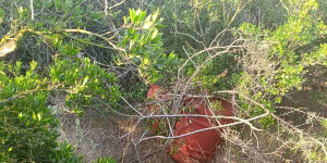 Πάνω από 24 κιλά κάνναβης εντοπίσθηκαν στη Μεσσηνία