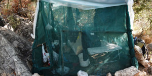 Φυτεία 231 δενδρυλλίων κάνναβης εντοπίσθηκε στη Μεσσηνία