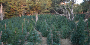 Φυτεία 2.002 δενδρυλλίων κάνναβης εντοπίσθηκε στην Κορινθία (ph)