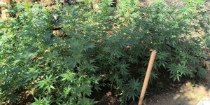 Φυτεία 2.257 δενδρυλλίων κάνναβης εντοπίσθηκε στη  Λακωνία