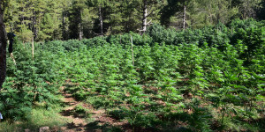 "Ορφανή" φυτεία με περισσότερα από 2 χιλιάδες δενδρύλλια κάνναβης εντοπίστηκε στην Κορινθία