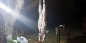 Παράνομο κυνήγι αγριογούρουνου στα Τρόπαια - Πρόστιμα 500€ σε δύο παραβάτες