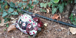 Τρίπολη: Ζωγράφισαν καβούκι χελώνας με μπογιές...