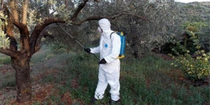 Ξεκινούν οι δολωματικοί ψεκασμοί σε Κολλίνες και Αγία Βαρβάρα