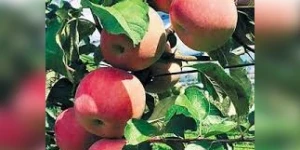 Δήλωση ζημιάς λόγω παγετού στην καλλιέργεια μήλων ποικιλίας Π.Ο.Π. Ντελίσιους Πιλάφα