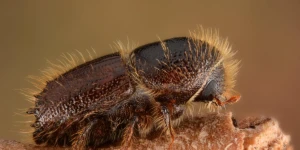 Σκαθάρι-«φονιάς» απειλεί τα δάση - Ακόμη και drones στην επιχείρηση εξόντωσης του