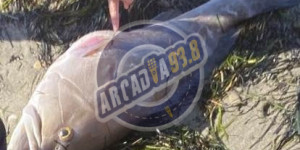 Εντυπωσιακού μεγέθους σφυρίδα ξεβράστηκε στο Παράλιο Άστρος