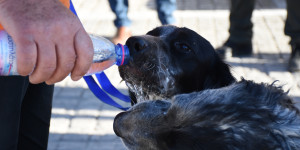 Χειροπέδες σε 69χρονο για παράβαση της νομοθεσίας περί ζώων συντροφιάς
