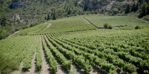 Ένα ταξίδι στις ρίζες του ελληνικού κρασιού, του πολιτισμού και της γαστρονομίας