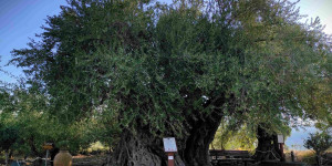 Η Γηραιότερη Ελιά της Πελοποννήσου εντάσσεται στο Δίκτυο Αιωνόβιων Δέντρων Ελληνικής Επανάστασης