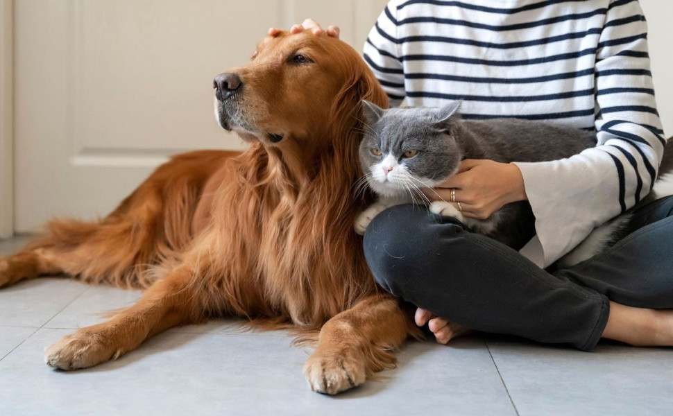 Δελτίο Τύπου