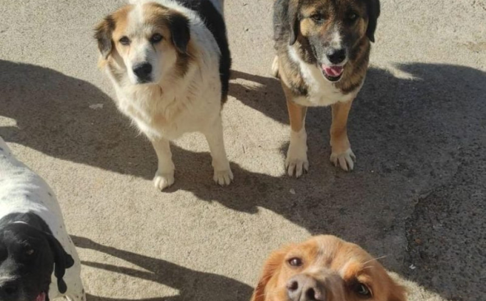 Αρχείου - Δήμος Τρίπολης