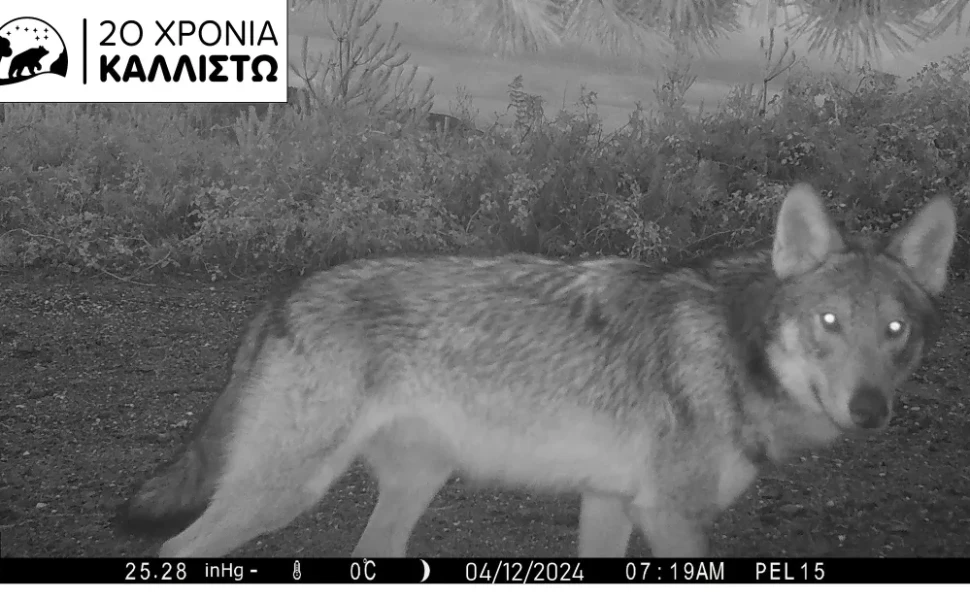 Δελτίο Τύπου