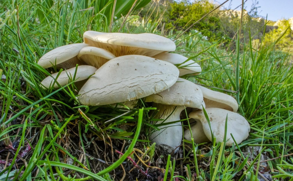 P. nebrodensis - Γ. Κατίνας