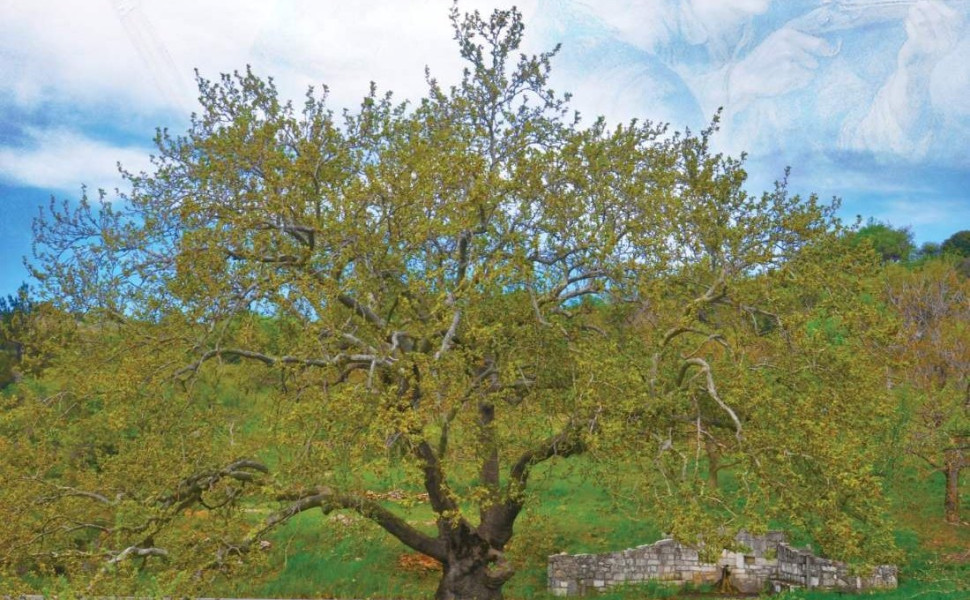 Δελτίο Τύπου