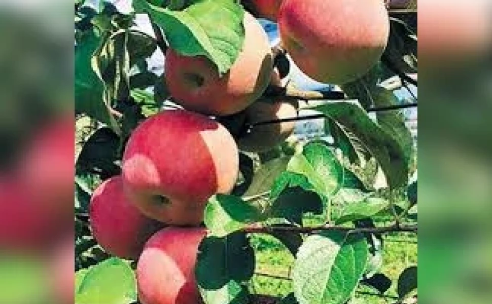 Δελτίο Τύπου