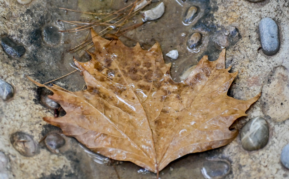 ΜΙΧΑΛΗΣ ΠΑΠΑΝΙΚΟΛΑΟΥ/EUROKINISSI