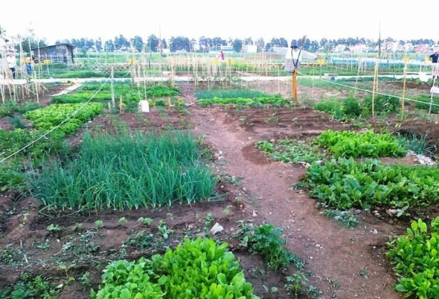 Υπολείμματα φυτοφαρμάκων σε φρούτα και λαχανικά: Τι δείχνουν οι έλεγχοι του ΥπΑΑΤ τον Δεκέμβριο