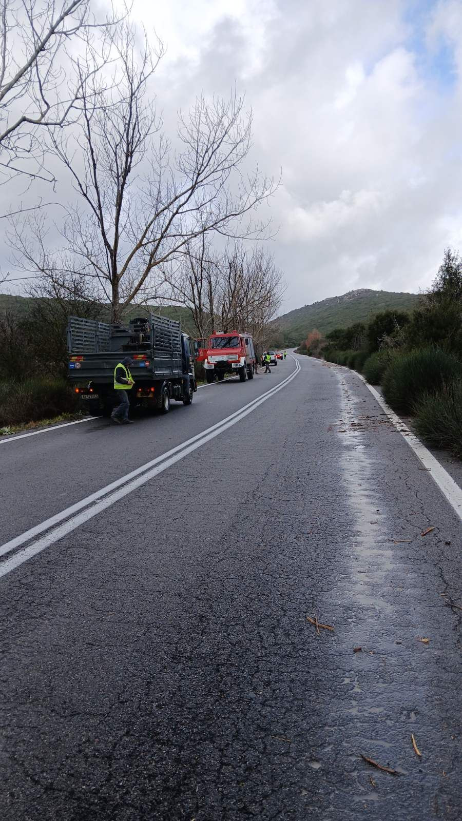 Πτώσεις δένδρων στην Παλιά Εθνική Οδό "Τρίπολης - Σπάρτης"